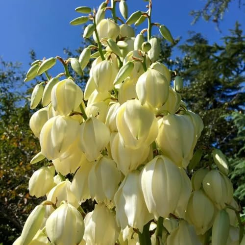 Semillas de Yucca Filamentosa, Lirio de Palma raras semillas de exóticas Decoración de jardín para exteriores semillas orgánicas jardín de 25pcs