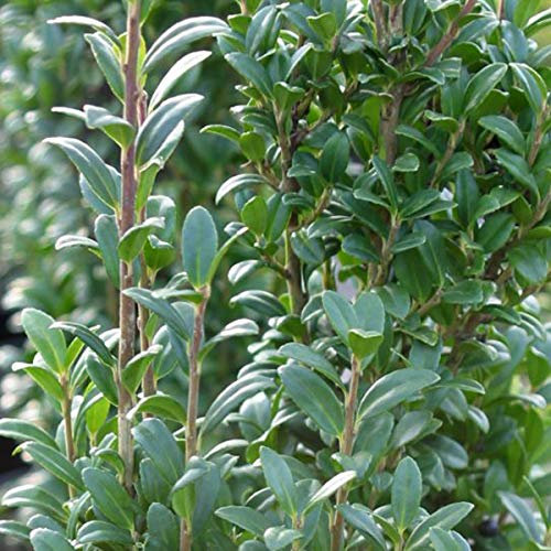 Ilex Crenata 'Fastigiata'- Houx crénelé 'Fastigiata' 40-50 cm en conteneur