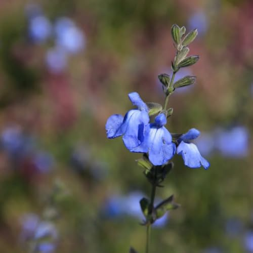 Semi di salvia, per giardino di Salvia greggii, semi farfalle resistenti all'esterno selvatiche 400pcs