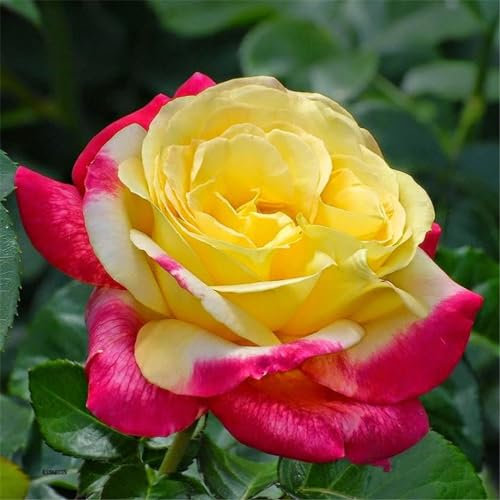 Rosenpflanze, Strauchrose. Winterharte, mehrjährige Pflanze, geeignet für den Anbau im Garten, pflegeleicht.-1 Pflanze-C