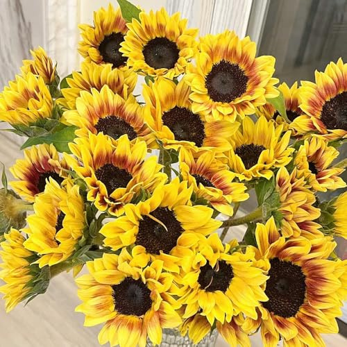 semillas de girasol perennes resistentes - variedades antiguas orgánicas Decoración balcón 200pcs