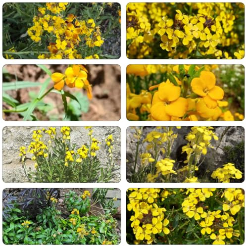 semillas de alhelí - Cheiranthus reverdecimiento de tejados medicinales balcón primavera decorativas silvestres perennes resistentes semillas silvestres 180pcs