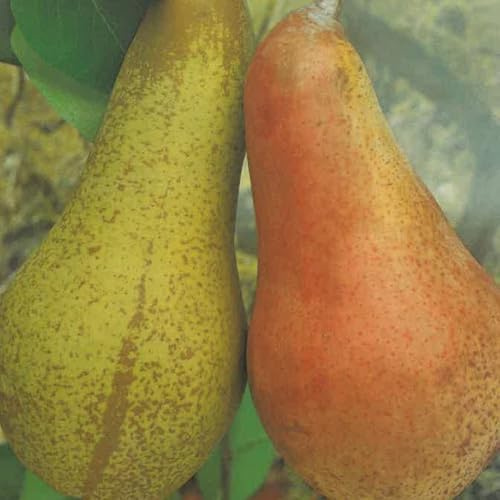 Planta Frutal Peral Abad Fetel En Jarrón 24 Edad 3/4 Años (Foto Real)