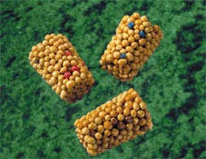 NATURAVIVA dal 1995 MIX LE MIGLIORI PIANTE DA FIORE PER LAGHETTI (20 pastiglie concime minerale)