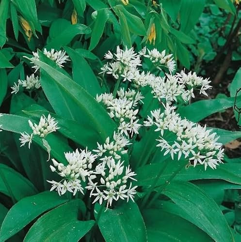 1 Pack of 40 SEEEDS Garlic Wild Ramsons (Allium ursinum)