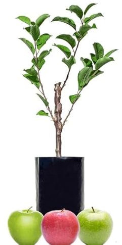 Manzano Natural Frutal Perfecto para el Huerto y el Cultivo de Manzanas