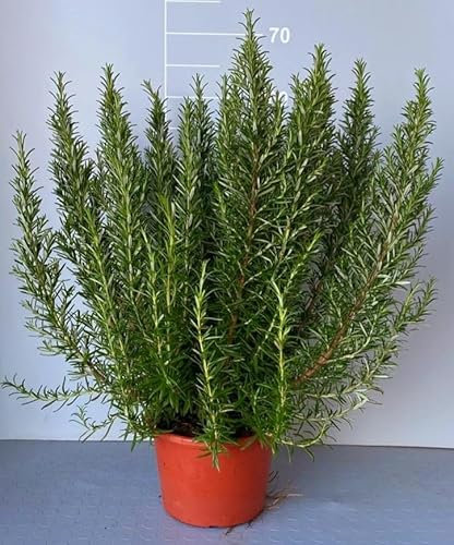 POWERS TO FLOWERS - ROSMARINO XXL VASO 22CM, pianta vera