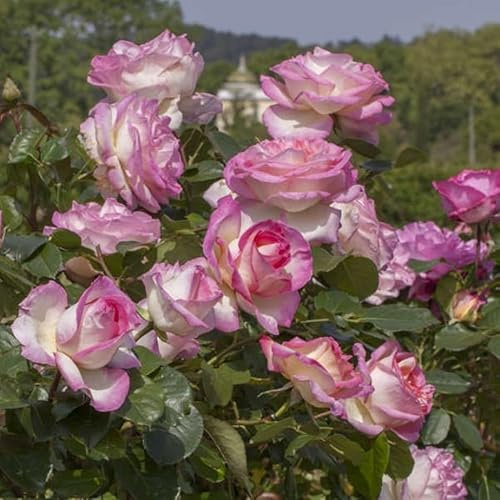 AMDGarden Rosa Rampicante Brevettata Principesse de Monaco® Meilland Vaso 19 cm Fiori Grandi Rosa/Bianco