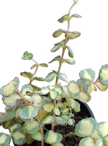Sedum sieboldii Teresina variegata pianta grassa succulenta fiori rosa giardino roccioso