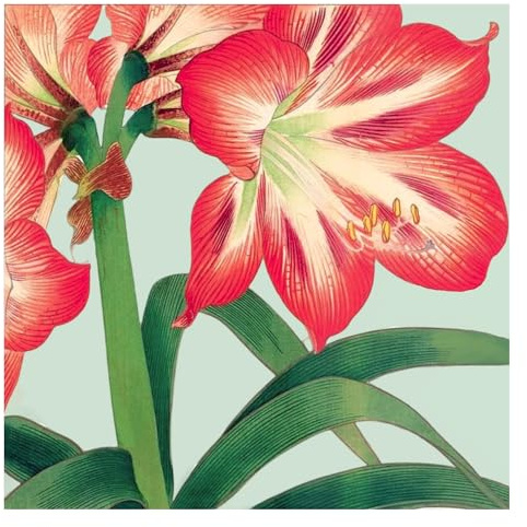 Stxy's 50ct Amaryllis Cocktail Napkins Winter Paper Napkins - (5 x 5) - Red Flower Beverage Napkin set