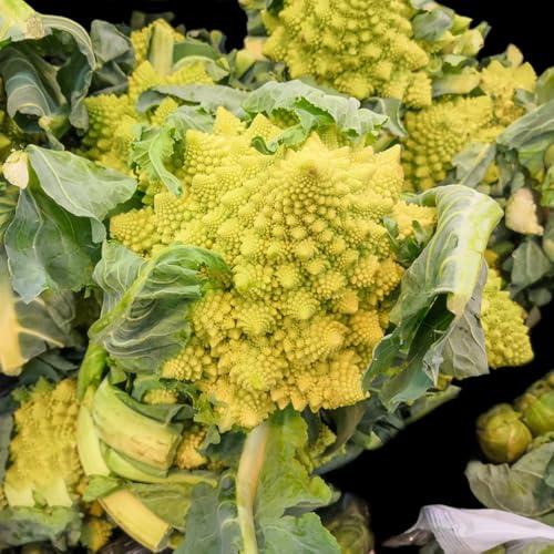 semi di cavolfiore, d'appartamento esotiche decorazioni 125pcs