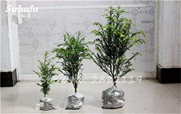 vegherb 12: 30 pezzi Redwoodbaum Samen Sequoia sempervirens Bonsai Topfpflanzen für Haus und Garten frisch Die Air DIY Hausgarten 12