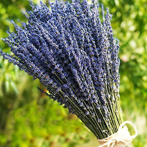 TooGet Fragantes Flores de Lavanda Secas de Lavanda Lía Ramos de Flores Naturales de Lavanda 400+ Tallos (40 - 45cm de Largo) Para La Decoración Del Hogar, Regalo, Boda o Cualquier Ocasión