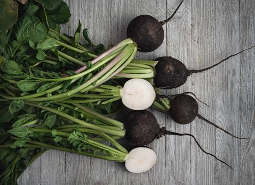 Semi di Rafano Tondo Nero, Ramolaccio, Buccia Nera Polpa Bianca, Proprietà Digestive Depurative Antinfiammatorie, 300 Semi