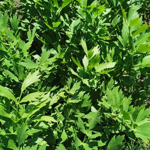 semi di levistico, giardino interno, resistenti in vaso balcone rialzato con letto in vaso copertura del terreno giardino aromatiche 30pcs