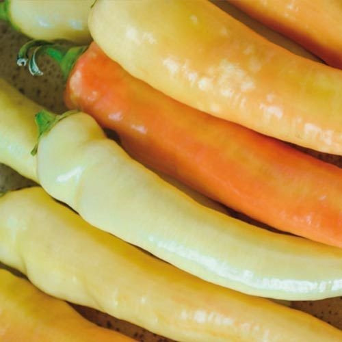 30 ++ Semillas de pimiento y plátano Dolce sin OGM: Semillas