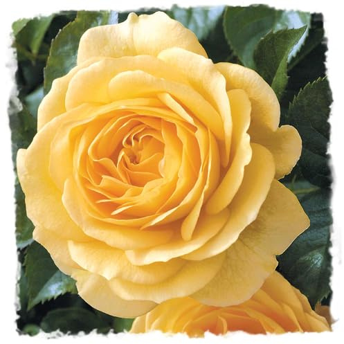 Julia Child Rose Bush, Fragrant Yellow Flowers Reblooming, Own Root 1.5 Gallon Potted Live Plant, Stargazer Perennials