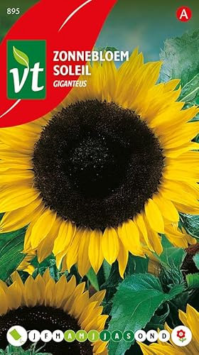 Sunflower Giganteus Seeds: The Tall Big Sunflower. Seeds