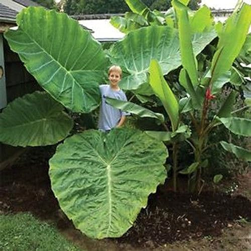 100 Stück Colocasia Gigantea Samen Zierlaubpflanze Hausgarten Hof Dekor Samen für die Gartenbepflanzung Colocasia Gigantea-Samen