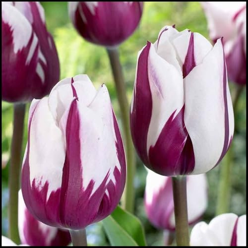 Bulbos de Tulipán - Se Adaptan a Suelos Bien Drenados - Apropiados para Macizos y Macetas- Tulipán bulbos-10 Bulbos-C
