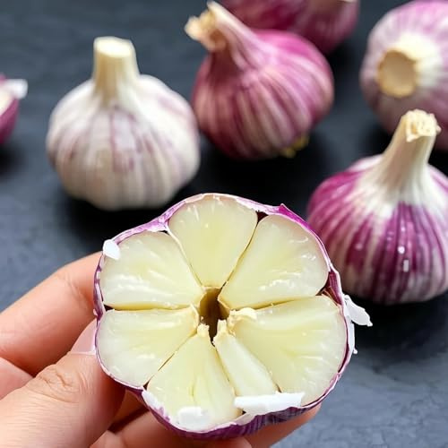 semillas - comprar ajo para de ajo elefante, perenne de resistentes jardín cobertura del suelo jardín, hidropónicas exóticas 125pcs