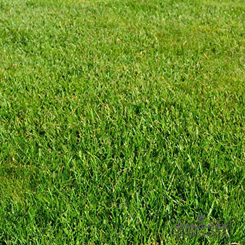 2,5 kg Rasengold Repräsentativ - Zierrasen - Gebrauchsrasen - Rasenmischung mit Top-Sorten aus der RSM - Mähroboter - Grassamen - Premium Rasensamen - Neunalage - Nachsaat