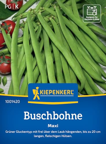 Kiepenkerl Buschbohnensamen Maxi 1001420 - Gemüsesamen für Bohnen mit bis zu 20 cm langen Hülsen und Inhalt für 8 bis 10 lfd. Meter - Saatgut, Gemüse Pflanzen