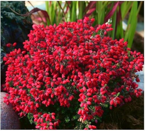 GrowOn Shrubs Bell Heather Erica Cinerea 'Stephen Davis' | Evergreen Shrub | Outdoor Garden Ready Plant | Summer and Autumn Flowering | Red Flowers