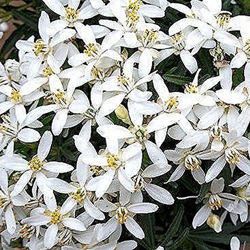 Choisya White Dazzler, oranger mexicain, arbuste persistant robuste en pot pour l'extérieur.