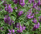 Türkischer Drachenkopf (Dracocephalum moldavica) Samen. Bienenweide & Teepflanze (2000 Samen = 4,2g)
