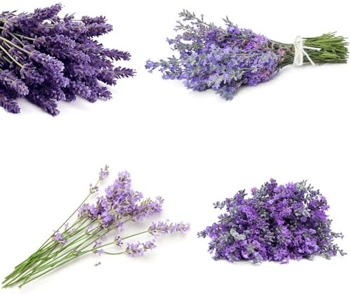 lavendel samen, lavendelsamen bodendecker winterhart mehrjährig Hochbeet Zierblumen gartenkräuter gartensamen Seltene Pflanzen Serie exotische pflanzen garden blumensamen bonsai 150pcs