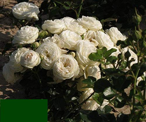 Nostalgische Strauchrose 'Artemis'®, cremeweiße Strauchrose, wurzelnackt, winterhart, robust, mehrjährig, Qualität aus Müllers Baumschule, inkl. Pflanz- und Pflegeanleitung