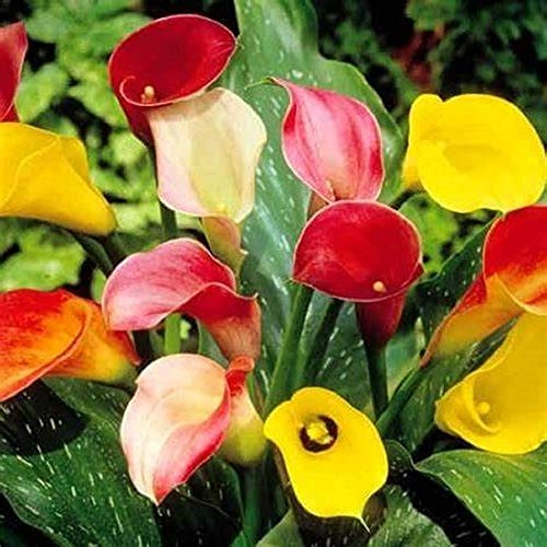 Calla Lily Mix Bulbs - Pack of 5 - A Spectacular Addition to Any Garden - Country Creek LLC