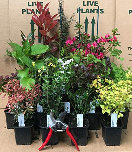 Direct Plants Garden Shrub Selection, Mixed Pack of 10 Shrubs, Supplied in 9cm Pots, Ready to Plant Straight into Your Garden