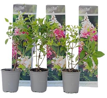 Plant in a Box - Hydrangea Paniculata 'Pink Lady' - Hortensia Plumada - set de 3 - Maceta 9cm - Altura 25-40cm