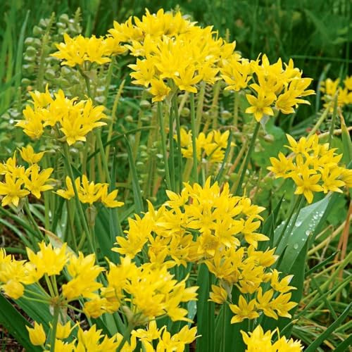 Votaniki Allium Moly Bulbs - Long Lasting Blooms, Allium Moly (Lily Leek) | Golden Yellow Perennial Flowering Bulbs for Summer & Spring Gardens, Easy to Grow (25 Pack)