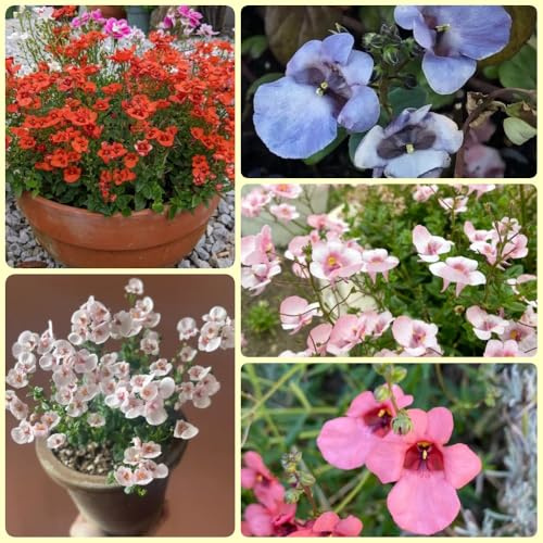 Semi di Diascia - Diascia barberae, semi di campo semi regali da giardino 200pcs