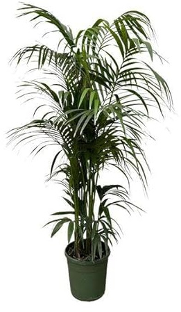 Kentia-palmer – Howea forsteriana – krukväxt – 230 cm – ⌀ 38 cm