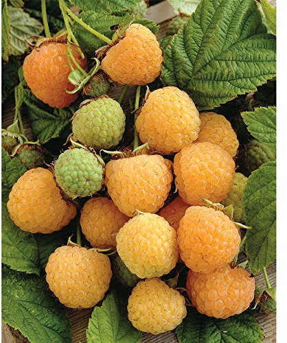 Thompson & Morgan Hardy Raspberry Fruit Bush ‘All Gold’ Autumn Fruiting Canes, Bare Root Garden Plant, High Yielding Ideal for Kitchen Gardens, Allotments, Patio and Containers (6 Bare Root Plants)