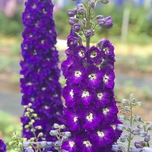 semi resistenti di delphinium vecchie varietà, decorazione soggiorno di delphinium da giardino, appartamento di perenni resistenti 200pcs