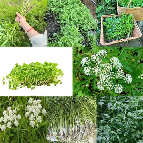 semillas de berro semillas organicas jardín, silvestres resistentes al invierno para el jardín, 1200pcs