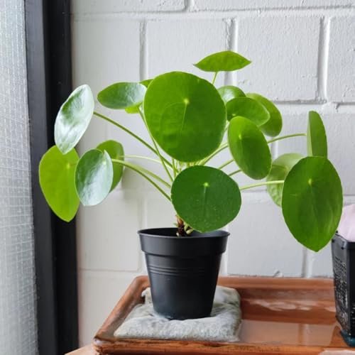 semillas de pilea peperomioides, planta de Glückstaler, bonsái, plantas que cubren el suelo resistentes árbol del dinero chino plantas al aire libre plantas exóticas resistentes, 85pcs