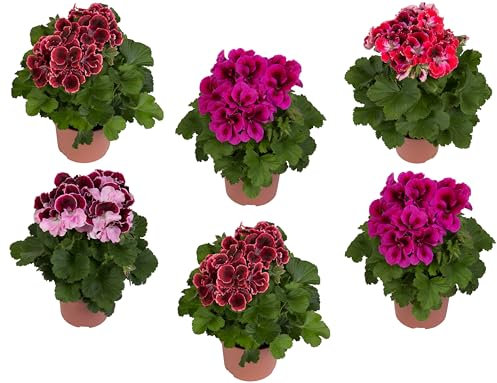 Geranio Natural - 6 Unidades -Plantas para el Exterior del Hogar