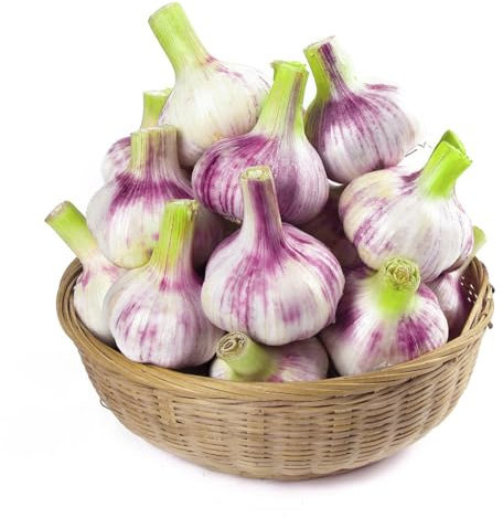 8 pcs pflanzknoblauch winterhart - heilkräuter ausgefallene geschenke knoblauch pflanzen, steckknoblauch winterhart gemüsepflanzen nachhaltige geschenke kräutergarten küche zimmerpflanze