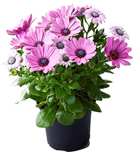 Osteospermum Natural Planta de Exterior Resistente y Fácil de Cuidar