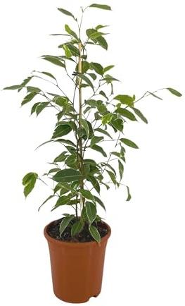 Ficus Benjamina Golden King - 60-80cm - Ø17cm - Planta de interior - Hojas perennes