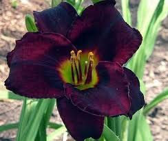 50 pezzi Hybrid Mix Daylily Fiori neri Seed, Rare Colore Hybrid Seeds Hemerocallis - New Day Lily Bustina di semi