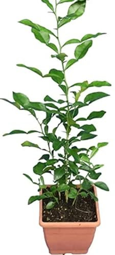 Citrus australasica Tree Caviar Lime or Finger fime in 12cm Pot Approx 20 cm Tall