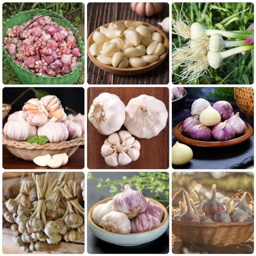 50 Pcs Knoblauch Samen Bio - Allium Sativum - Gartenpflanzen Winterhart Mehrjährig, Kräutergarten Indoor, Knoblauch Samen Kaufen, Winterknoblauch, Pflanzknoblauch, Balkon Pflanze Bio