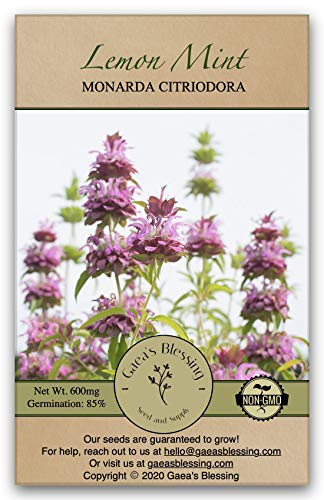 Gaea's Blessing Seeds - Lemon Mint Seeds - Non-GMO Seeds with Easy to Follow Planting Instructions - Monarda Citriodora Lemon Bee Balm Bergamot Horsemint 85% Germination Rate